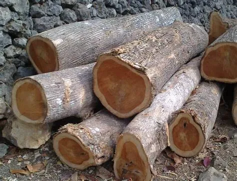 Kayu Apa yang Lebih Baik dari Jati? Mengenal Pilihan Unggul untuk Proyek Anda 2 Kayu apa yang lebih baik daripada kayu jati?