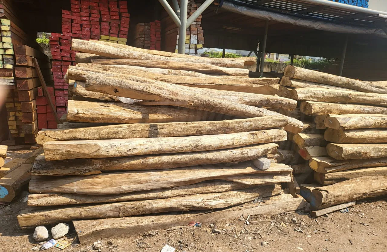 KAYU LABAN 2