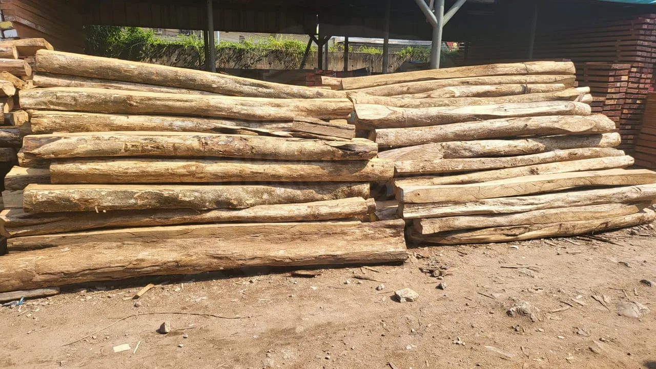 KAYU LABAN 3 harga kayu laban