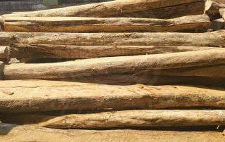 KAYU LABAN GADING 3