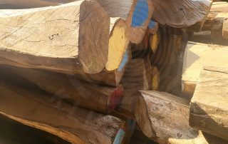 KAYU LABAN GADING 4