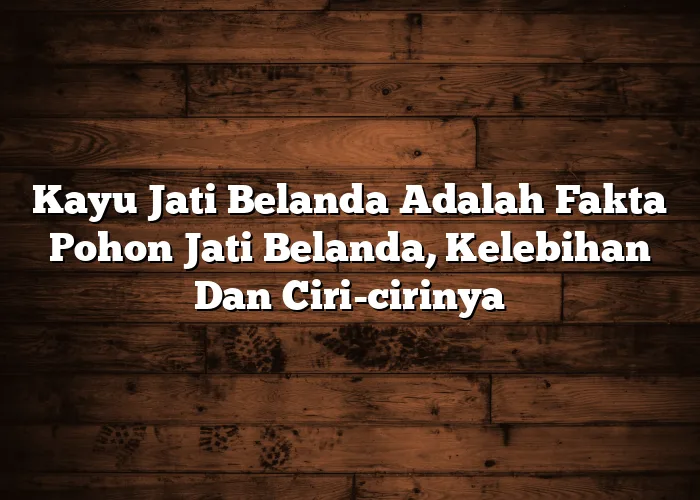 Kayu Jati Belanda Adalah Fakta Pohon Jati Belanda, Kelebihan Dan Ciri-cirinya Kayu Jati Belanda Adalah Fakta Pohon Jati Belanda, Kelebihan Dan Ciri-cirinya