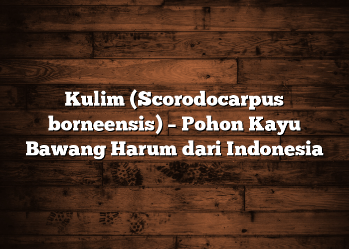Kulim (Scorodocarpus borneensis) – Pohon Kayu Bawang Harum dari Indonesia