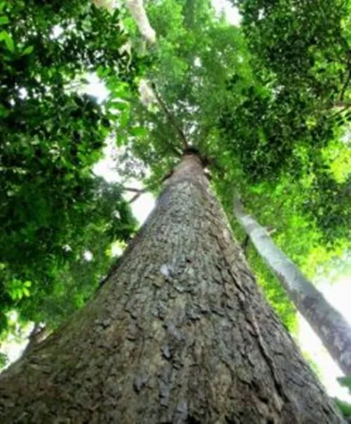 Meranti Pohon Raksasa Hutan Kalimantan