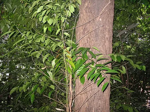 kayu kulim atau kayu bawang