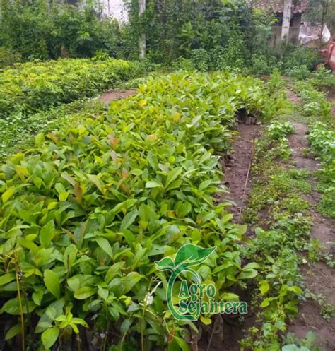 harga jual pohon jati