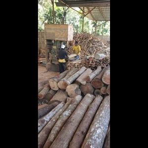 jual kayu kruing di surabaya