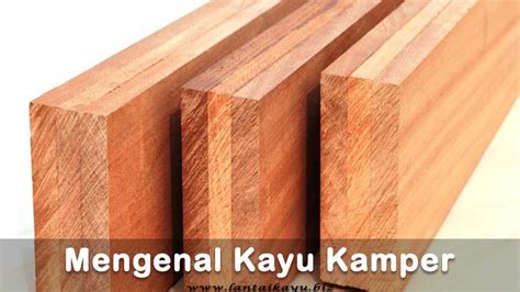 kayu-kamper-kelas-berapa kayu kamper kelas berapa