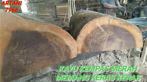 kayu kempas merah