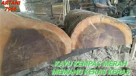 kayu-kempas-merah kayu kempas merah