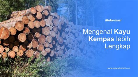 kayu kempas sumatera