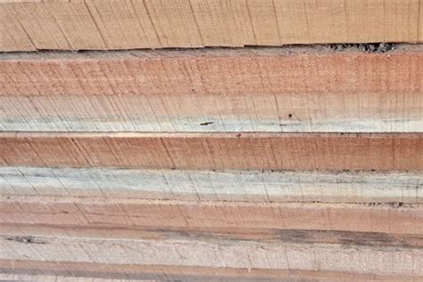 kayu kempas tahan rayap