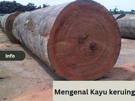 kayu-keruing-adalah kayu keruing adalah