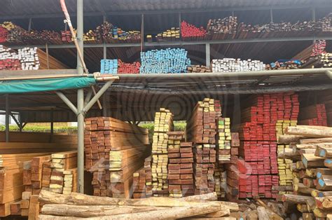 kayu kruing kalimantan
