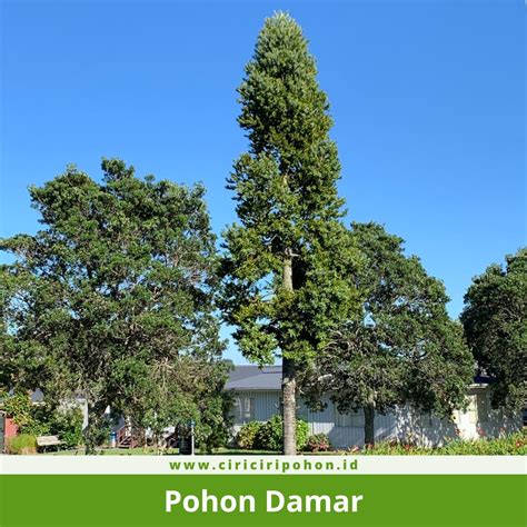pohon damar laut