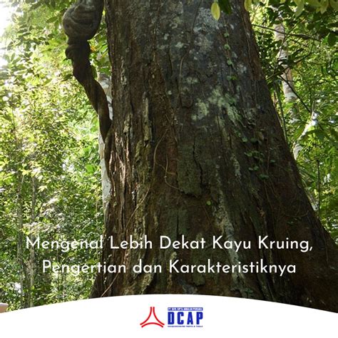 pohon kayu kruing