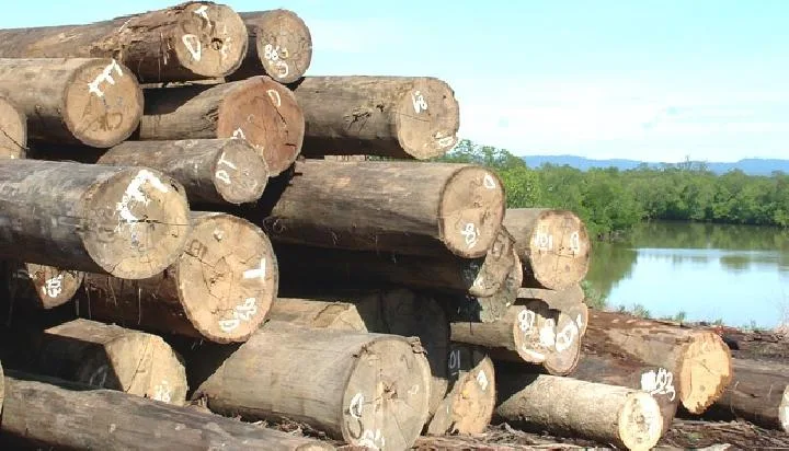 Kayu Ilegal di Pelabuhan Teluk Lamong