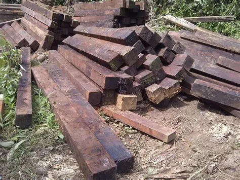 harga kayu log merbau di surabaya