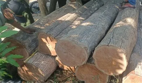 harga kayu merbau gelondongan