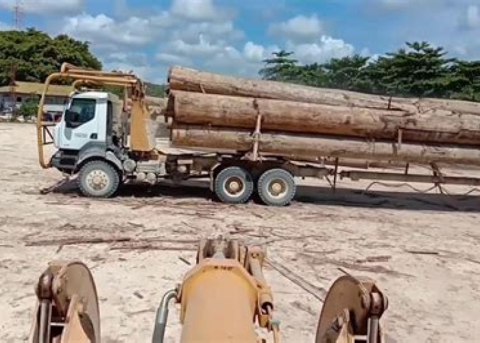 Jangan Kaget Kalau Bangunanmu Tahan Zaman! Rahasia Kayu Log Kalimantan Terbongkar!