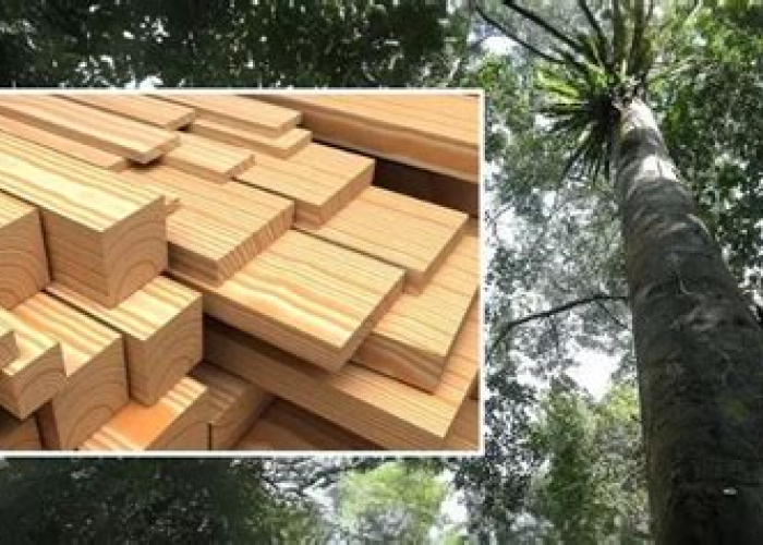 Kayu Balau: Si Raja Hutan yang Bikin Bangunanmu Kokoh dan Awet Sampai Kakek Nenek!