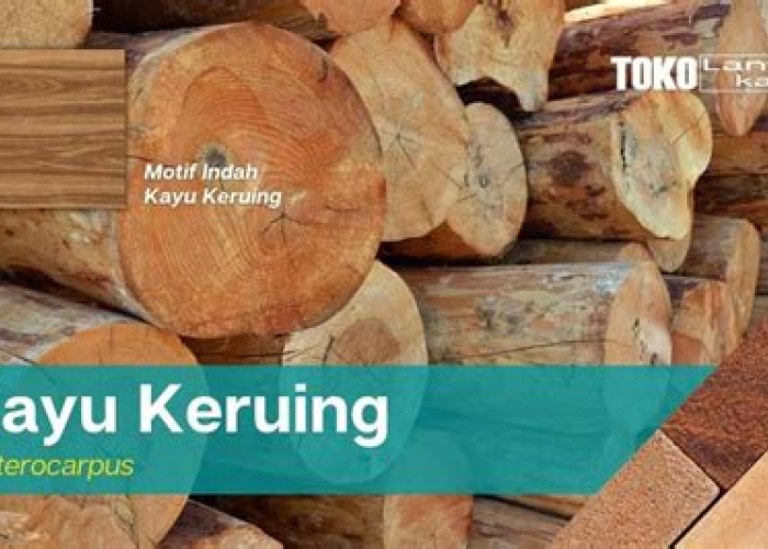 Kayu Kruing vs Kamper: Dilema Klasik Para Pecinta Kayu, Mana yang Lebih Pas untuk Proyekmu?