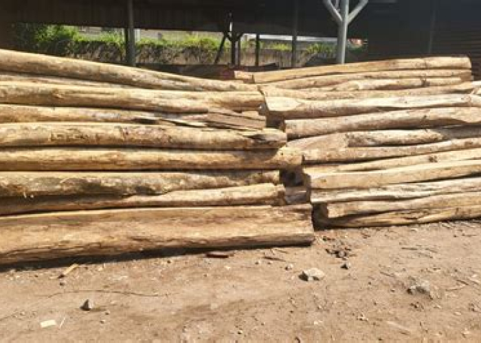 MAU KAYU LABAN KUALITAS DEWA DENGAN HARGA RAKYAT JELATA? BACA INI DULU, JANGAN SAMPAI KELIRU!