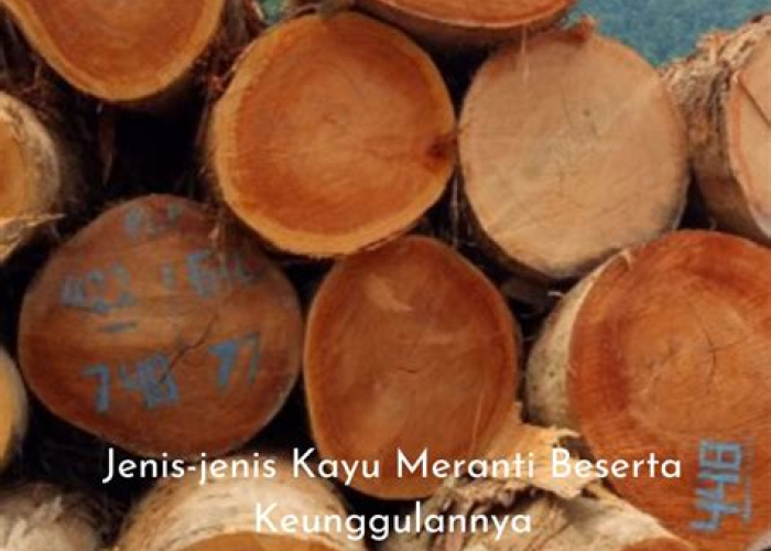 Membongkar Misteri Harga Kayu Log Meranti per Kubik: Biar Nggak Ketipu!