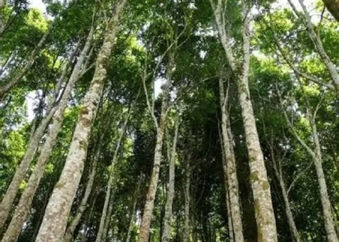 Menguak Misteri Harga Kayu Laban Per Meter: Panduan Lengkap untuk Calon Juragan Kayu dan Pecinta Estetika! Menguak Misteri Harga Kayu Laban Per Meter: Panduan Lengkap untuk Calon Juragan Kayu dan Pecinta Estetika!