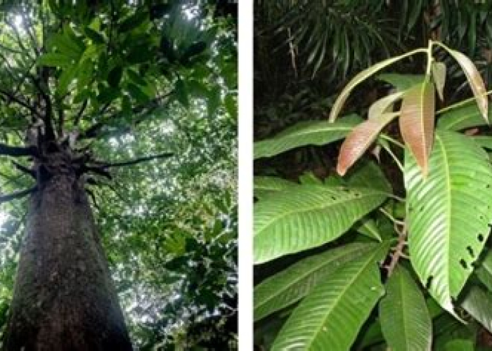 Menguak Rahasia Kayu Ulin: Si Raja Hutan yang Tak Tertandingi (Panduan Lengkap)