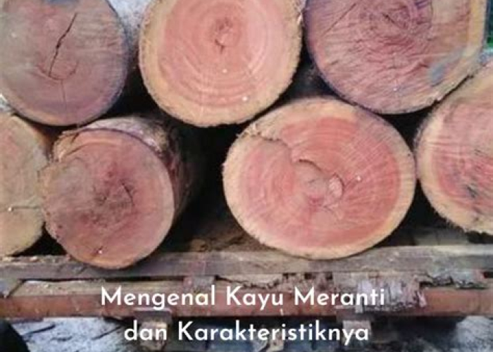 Mengungkap Pesona Kayu Meranti: Panduan Lengkap dari A Sampai Z (dan Kenapa “Gambar Kayu Meranti” Itu Penting Banget!)