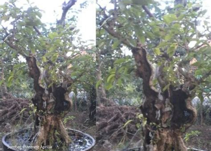 Pohon Laban: Rahasia Hutan yang Bikin Hidup Auto Berkah? Gak Nyangka Banget!