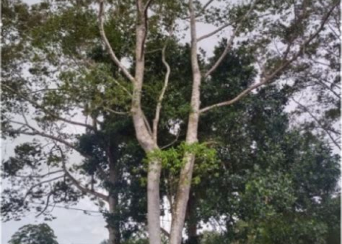 Shorea Laevifolia: Rahasia Kayu Sultan yang Bikin Bisnis Propertimu Auto-Melejit! Shorea Laevifolia: Rahasia Kayu Sultan yang Bikin Bisnis Propertimu Auto-Melejit!