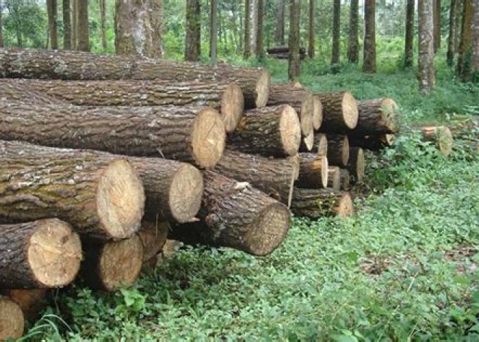 Terkuak! Update Harga Kayu Kalimantan Terbaru: Antara Cuan dan Tantangan Lingkungan Terkuak! Update Harga Kayu Kalimantan Terbaru: Antara Cuan dan Tantangan Lingkungan