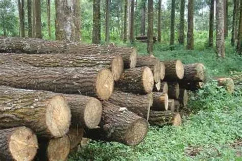 kayu Kalimantan 1