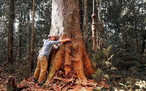 kayu di kalimantan selatan 1