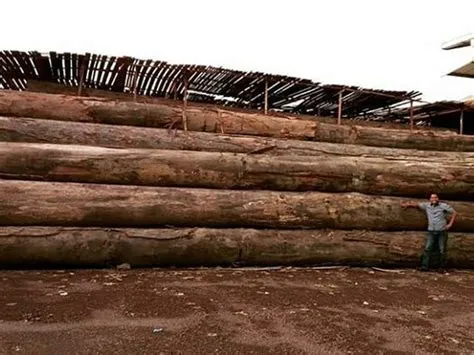 kayu di kalimantan timur 1