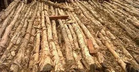 kayu galam kalimantan