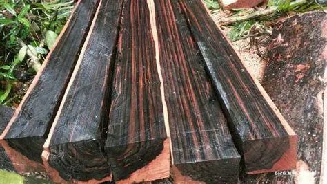 kayu hitam kalimantan namanya