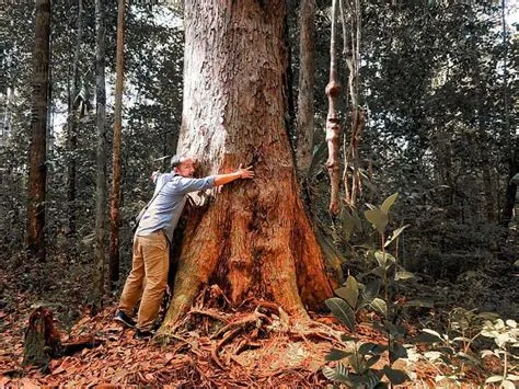 kayu kalimantan timur
