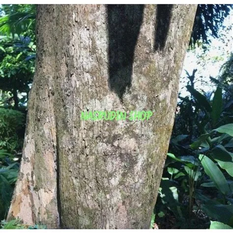 kayu laban vitex sp