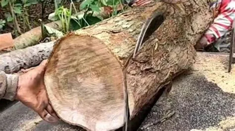 Kayu laban apakah bagus Kayu Laban