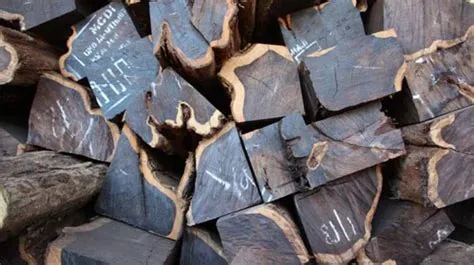 Kayu paling mahal kayu apa Mengungkap Rahasia