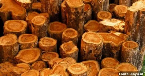 Mengapa kayu jati tidak digunakan lagi Mengapa Kayu
