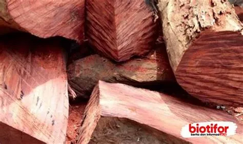 kayu nagasari kalimantan