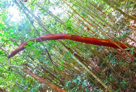 kayu pahlawan kalimantan