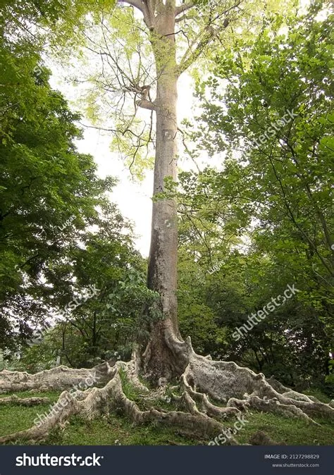 kayu raja kalimantan