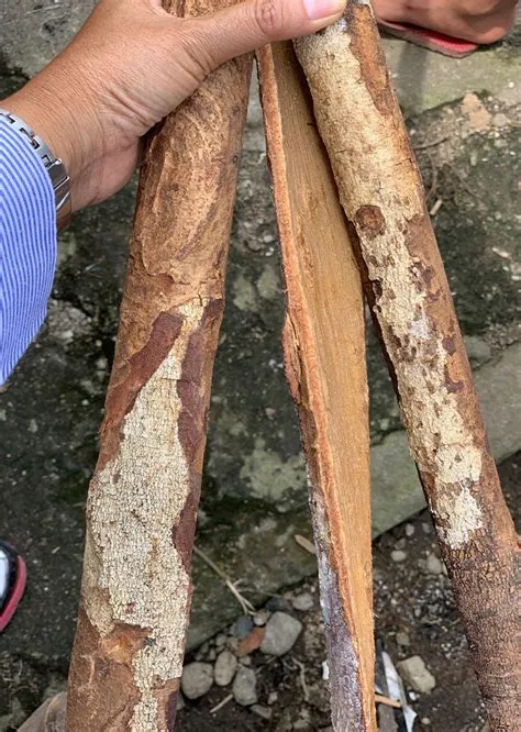 kayu raru kalimantan