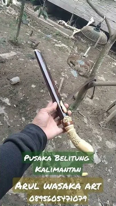 kayu sahang kalimantan