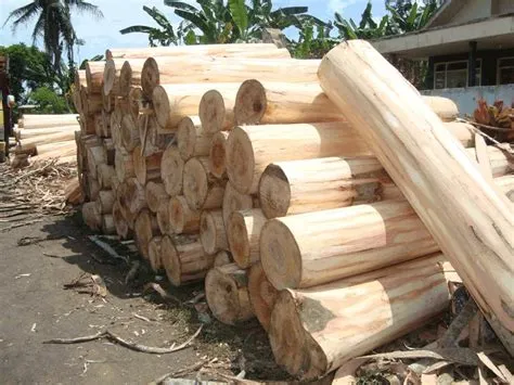 kayu sengon kalimantan
